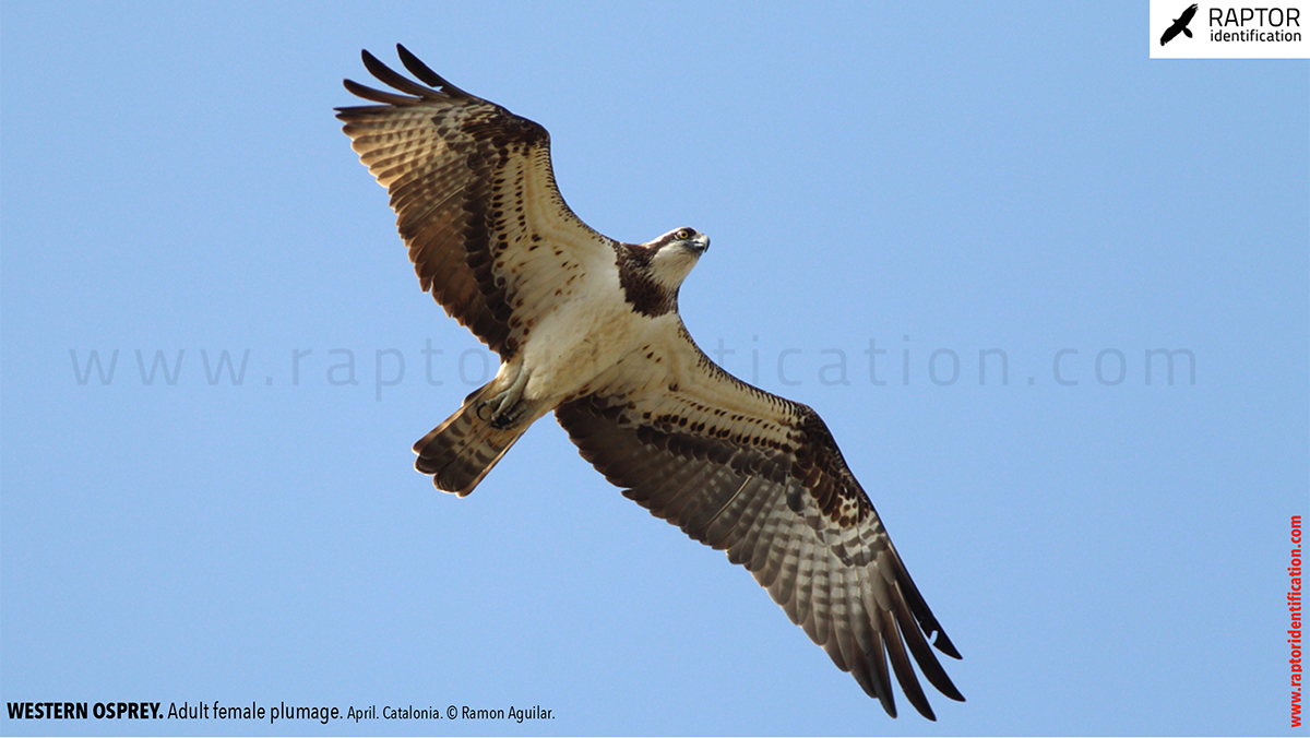 Western-osprey-adult-female