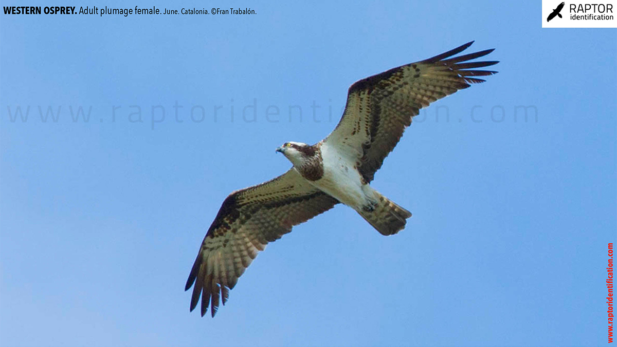 osprey-pandion-haliaetus-adult-female-identification