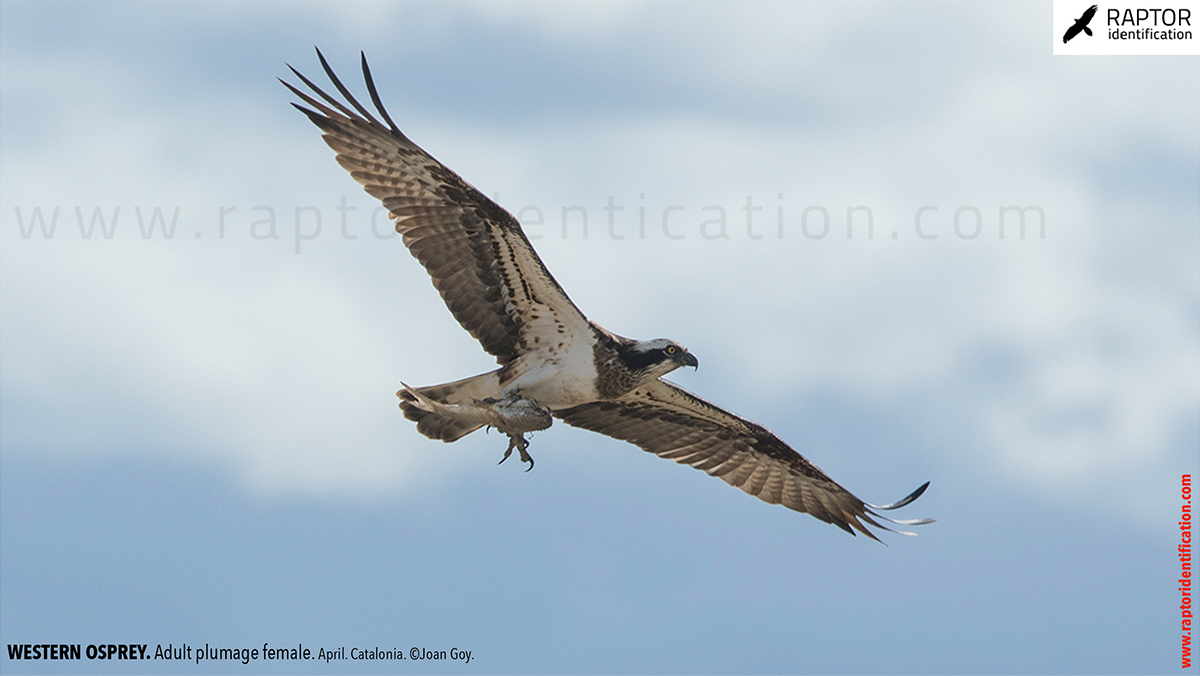 osprey-pandion-haliaetus-adult-female-identification