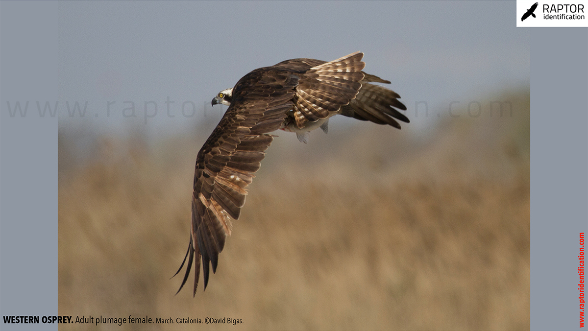 osprey-pandion-haliaetus-adult-female-identification