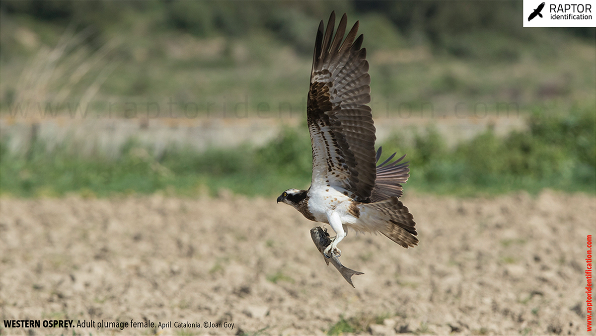 osprey-pandion-haliaetus-adult-female-identification