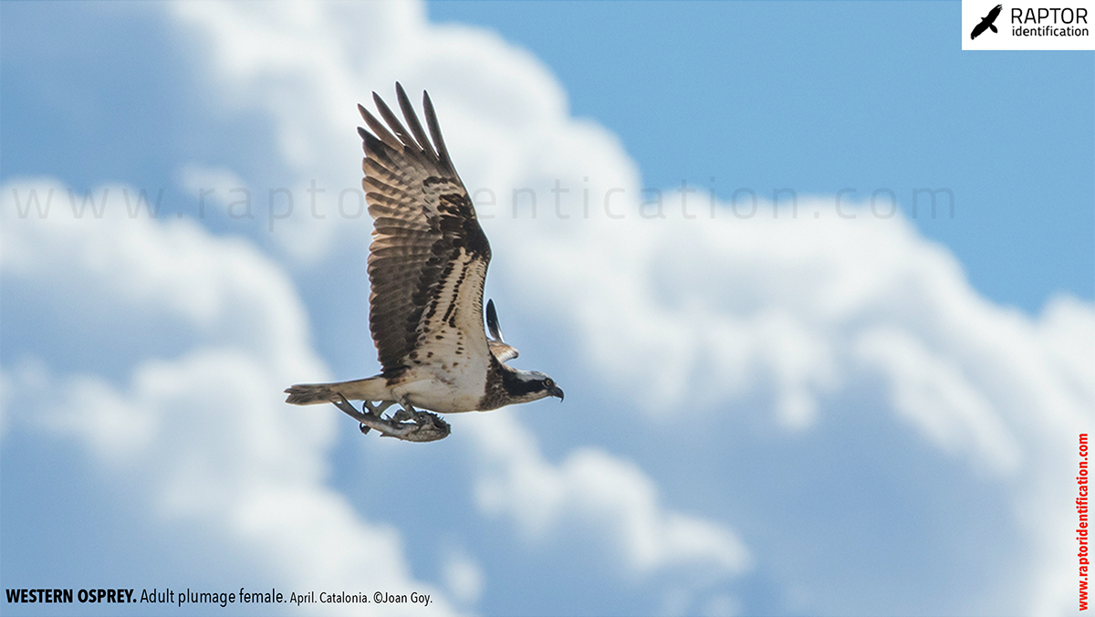 osprey-pandion-haliaetus-adult-female-identification