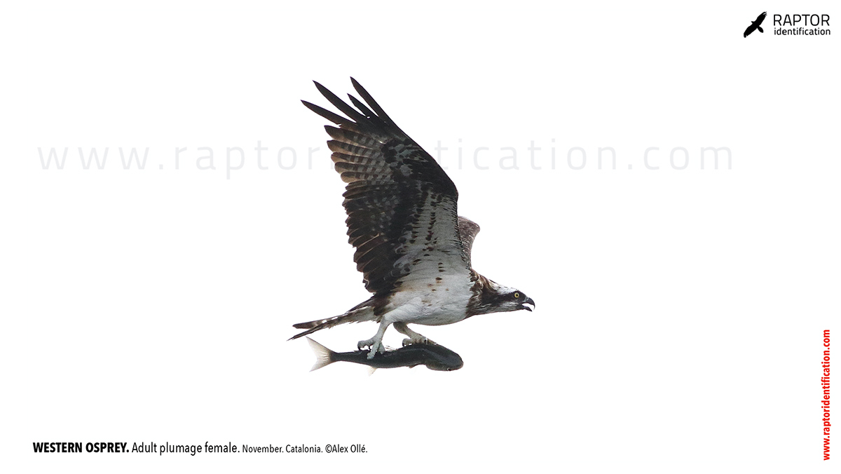 osprey-pandion-haliaetus-adult-female-identification