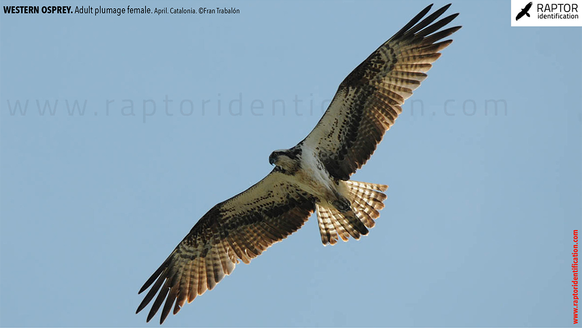 osprey-pandion-haliaetus-adult-female-identification