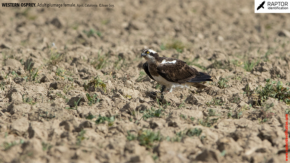 osprey-pandion-haliaetus-adult-female-identification