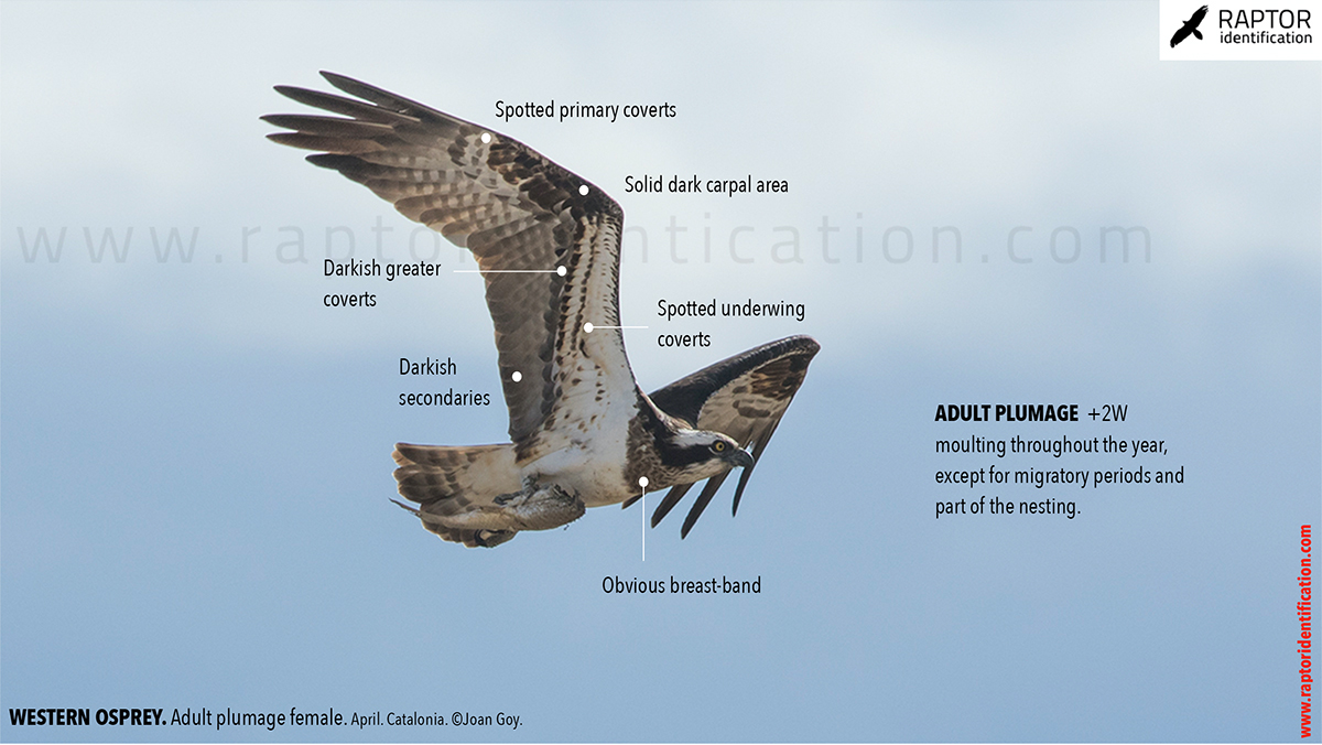 western-osprey-adultfemale-pandion-haliaetus-identification