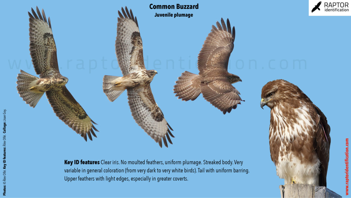 common-buzzard-juvenile-plumage-identification-buteo-buteo