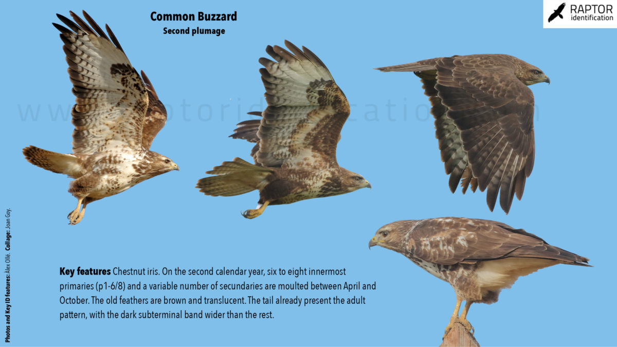 common-buzzard-2n-plumage-identification-buteo-buteo