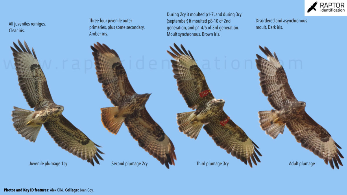 common-buzzard-evolution-of-plumages-identification-buteo-buteo