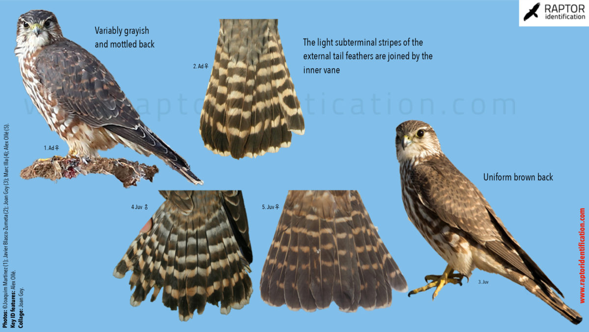 Merlin-juv-vs-female-identification-falco-columbarius-identification