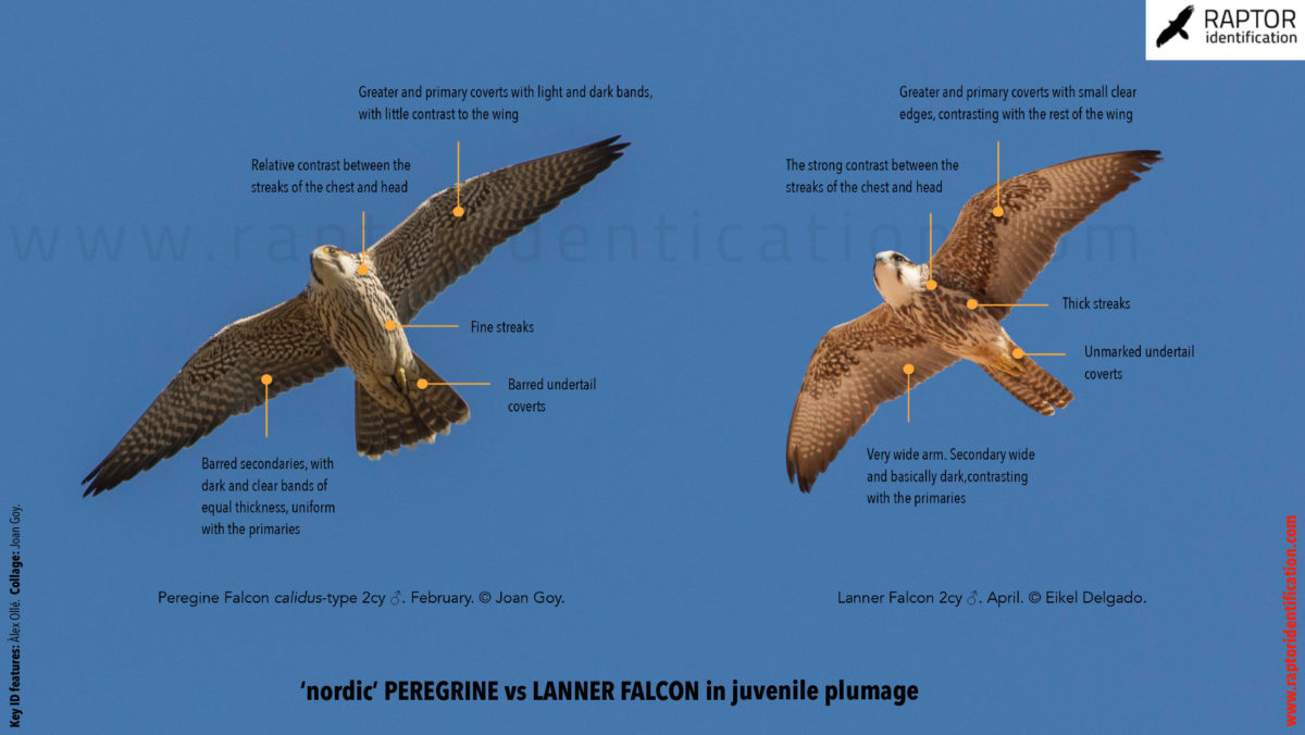 Lanner-falcon-peregrine-falcon-calidus-identification