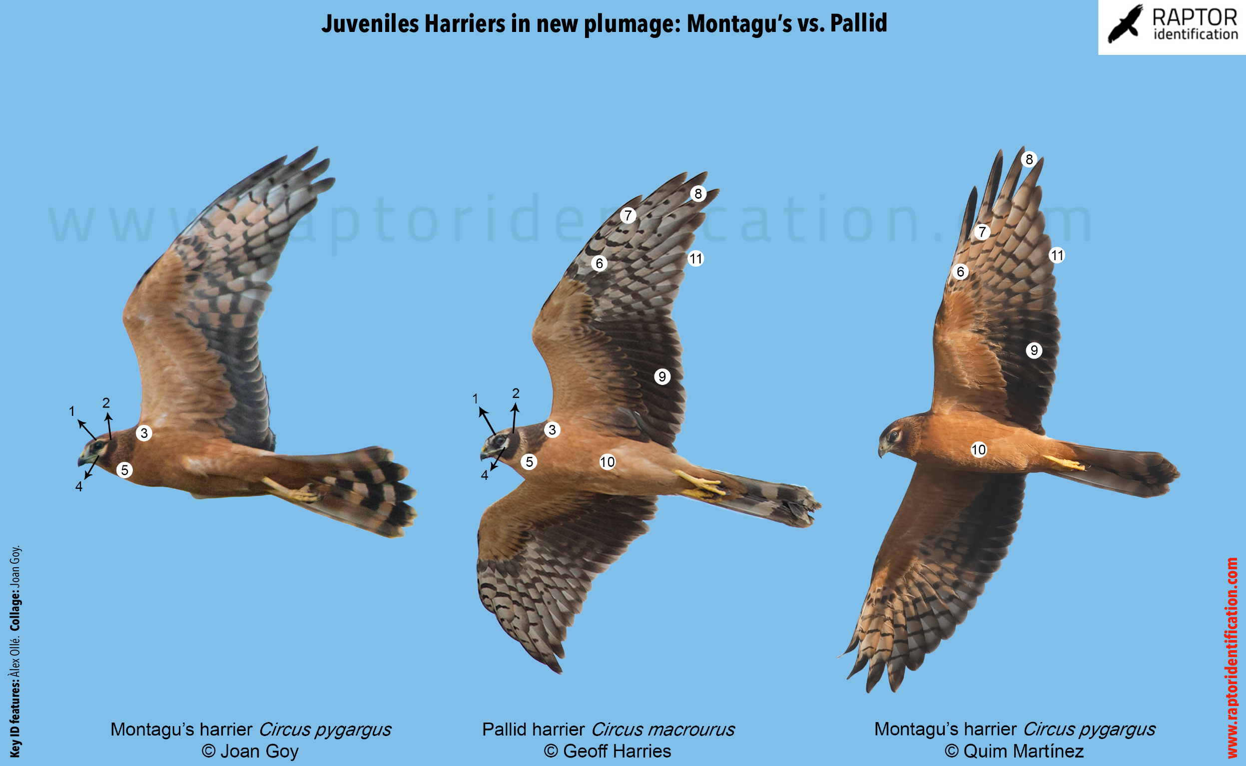 juvenile-harrier-pallid-montagus-identification-circus-macrourus-pygargus