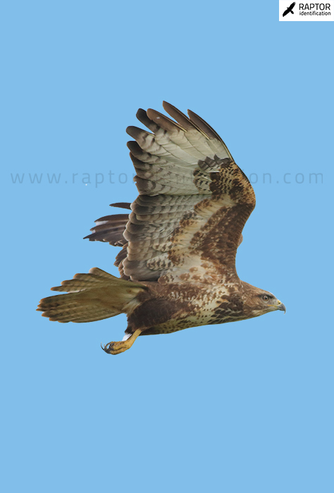 Common-buzzard