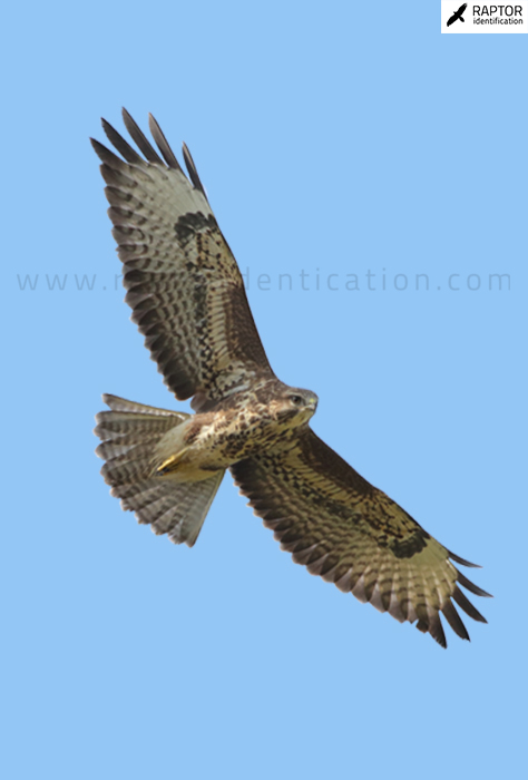 Common-buzzard