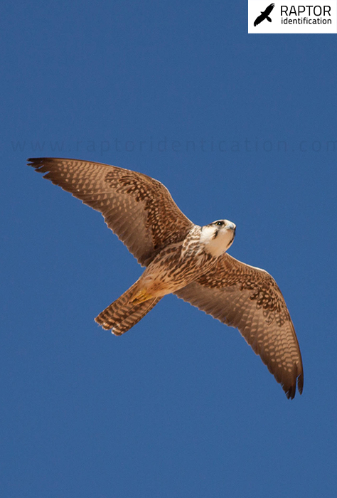 peregrine-falcon-lanner-juvenile-identification-falco-biarmicus-calidus-peregrinus