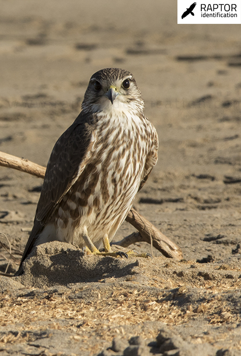 merlin-identification-falco-columbarius