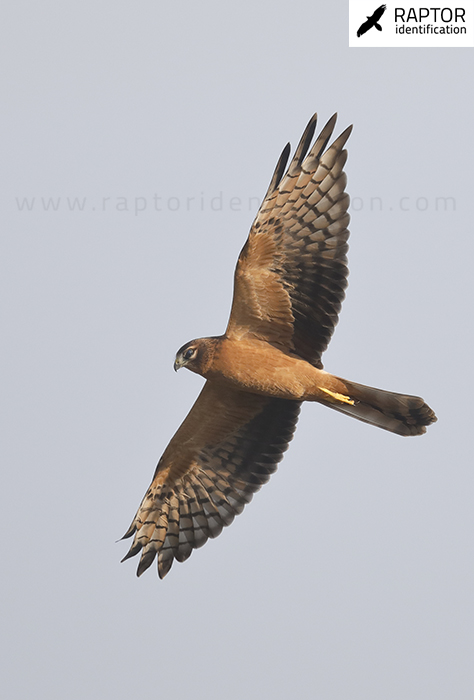 montagus-harrier-circus-pygargus-pallid-harrier-circus-macrourus-identification