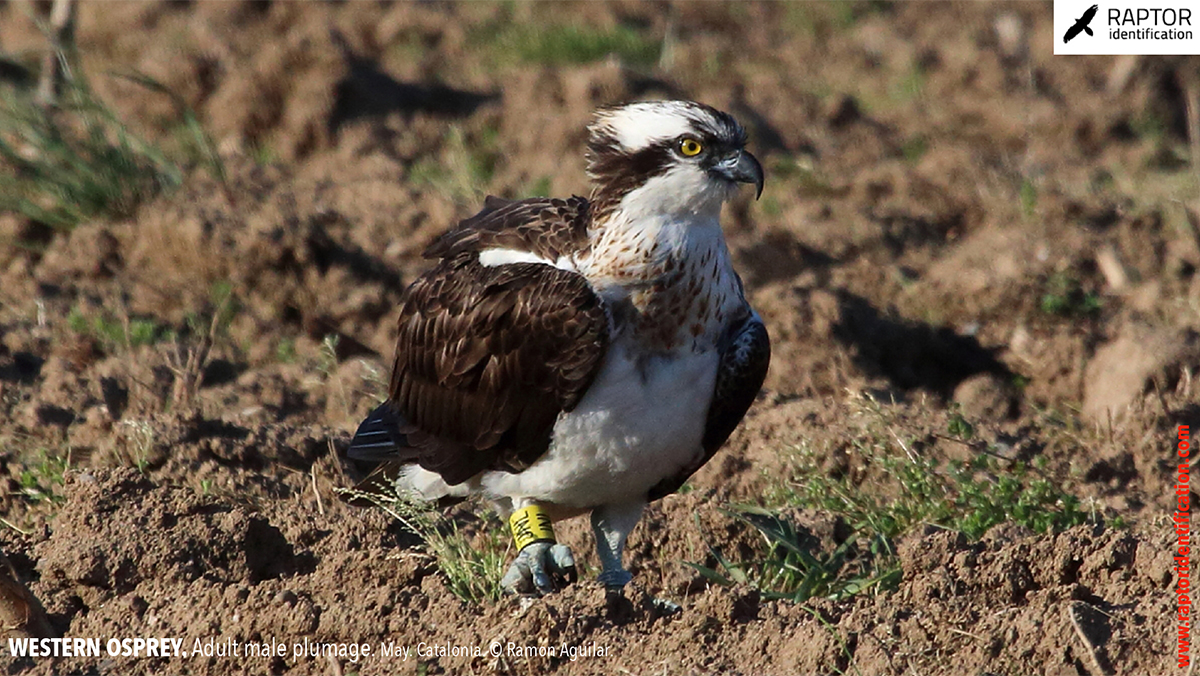 Western-osprey-adult-male