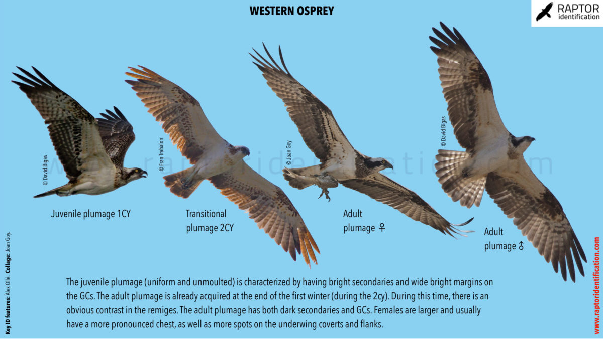 Western-Osprey-identification-collage