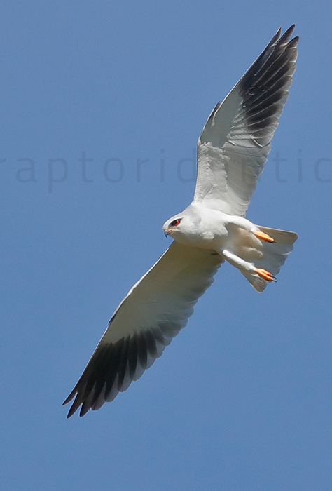 Black-shouldered-kite-adult-plumage