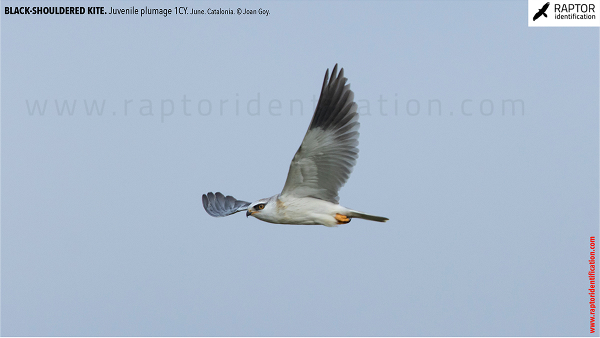 Black-shouldered-kite-juvenile-plumage