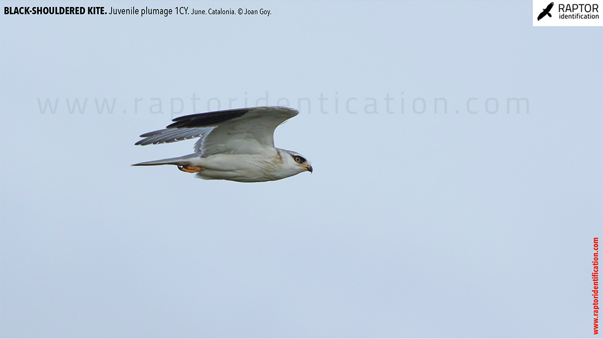 Black-shouldered-kite-juvenile-plumage