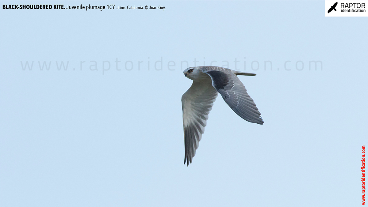 Black-shouldered-kite-juvenile-plumage