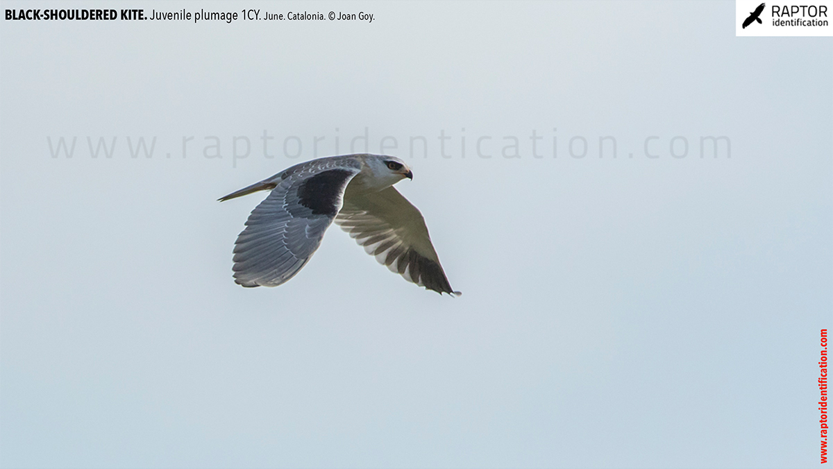 Black-shouldered-kite-juvenile-plumage