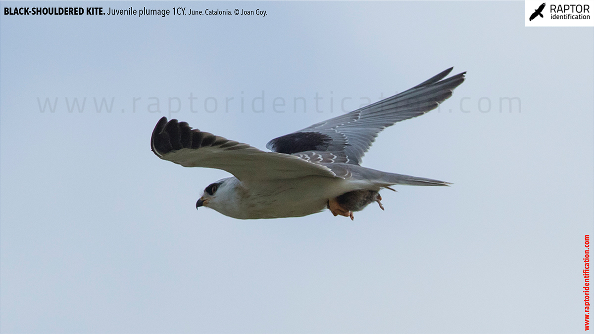 Black-shouldered-kite-juvenile-plumage