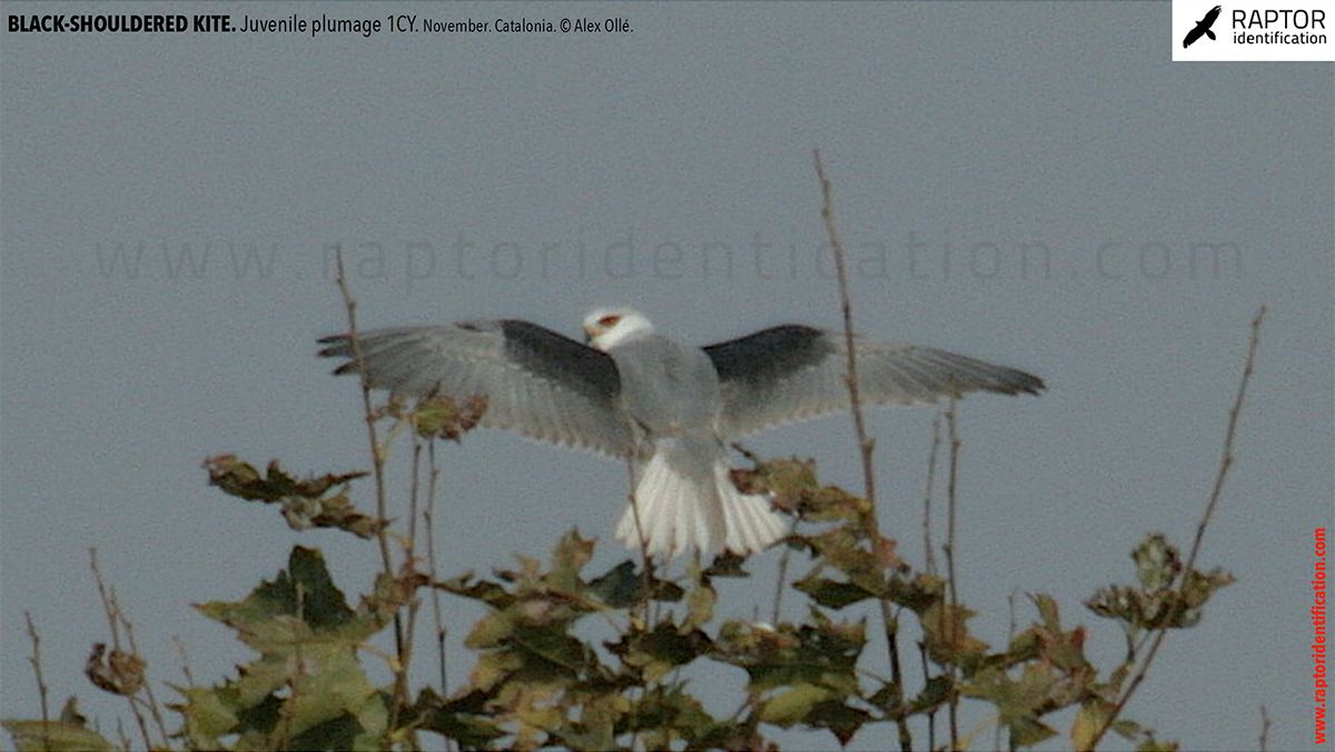 Black-shouldered-kite-juvenile-plumage