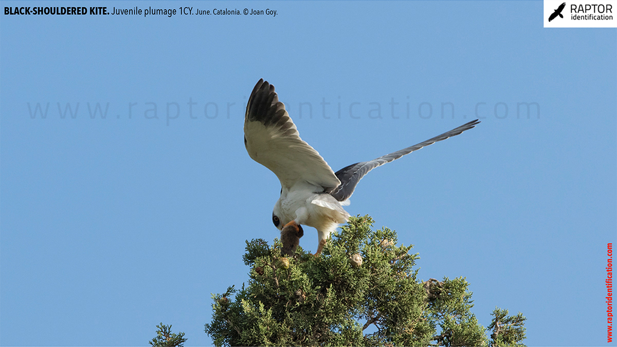 Black-shouldered-kite-juvenile-plumage