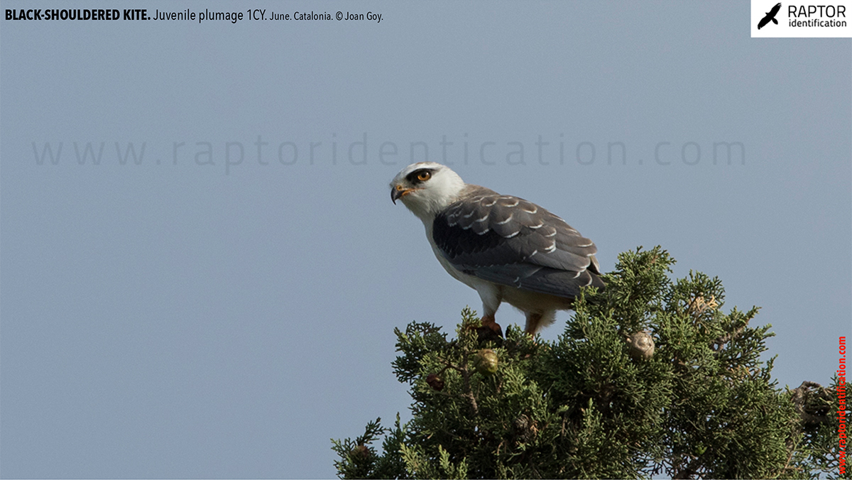 Black-shouldered-kite-juvenile-plumage