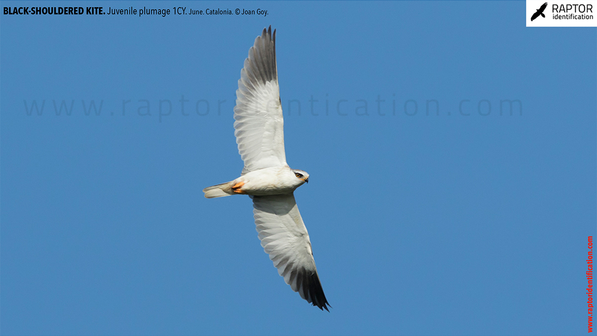Black-shouldered-kite-juvenile-plumage