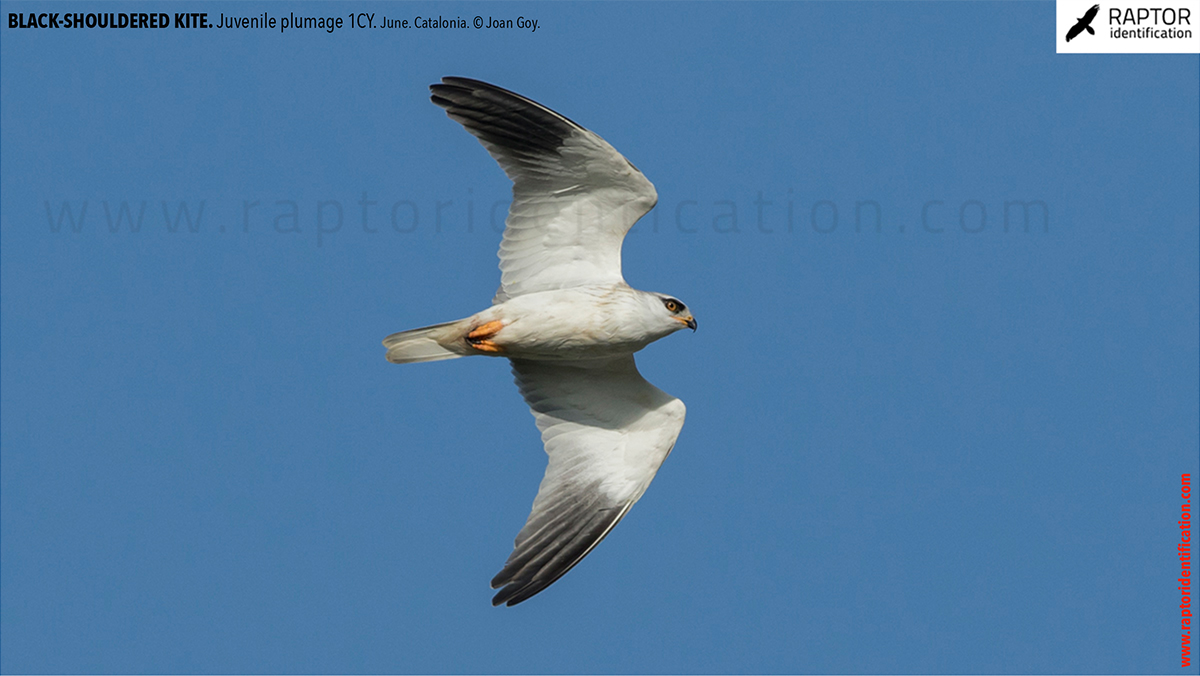 Black-shouldered-kite-juvenile-plumage