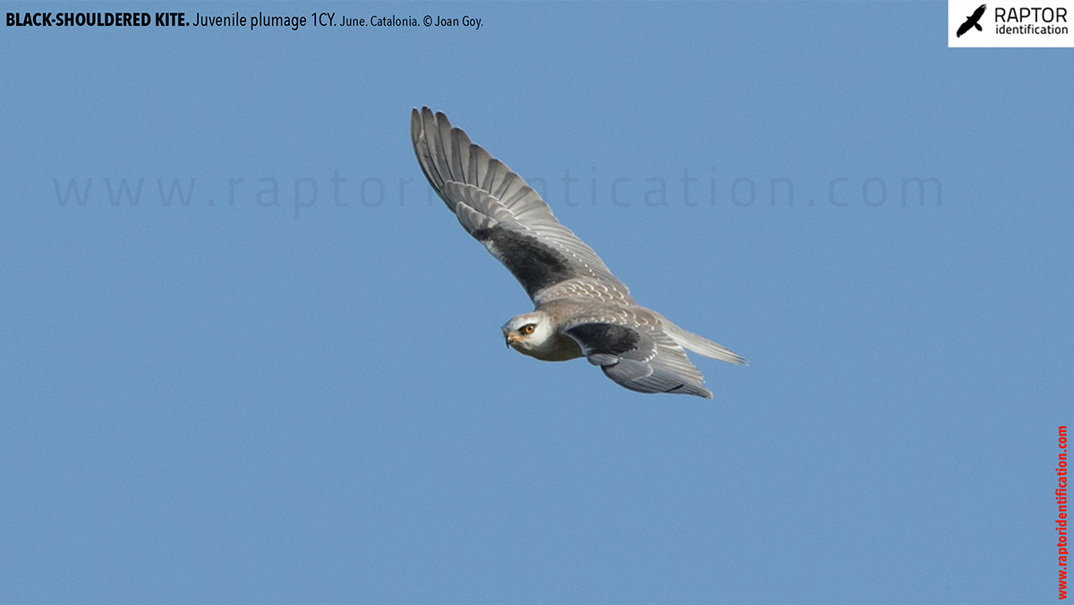 Black-shouldered-kite-juvenile-plumage