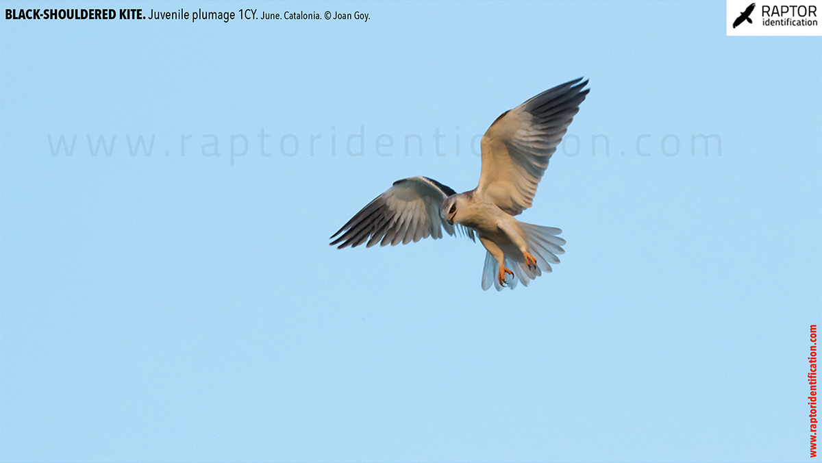 Black-shouldered-kite-juvenile-plumage
