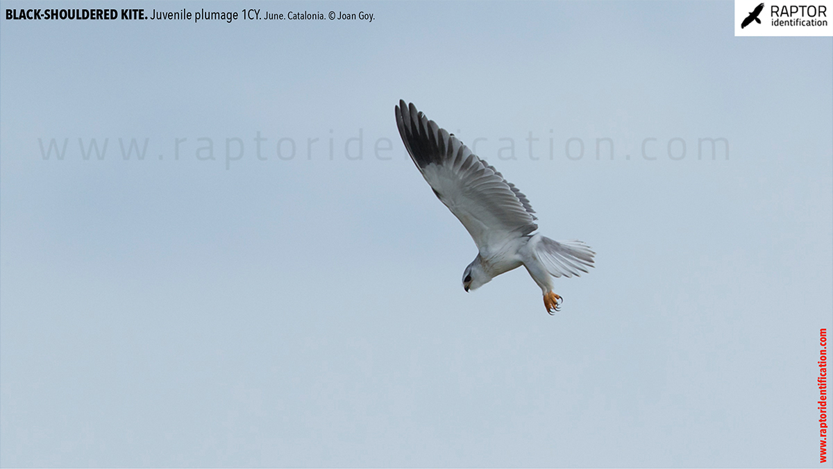 Black-shouldered-kite-juvenile-plumage