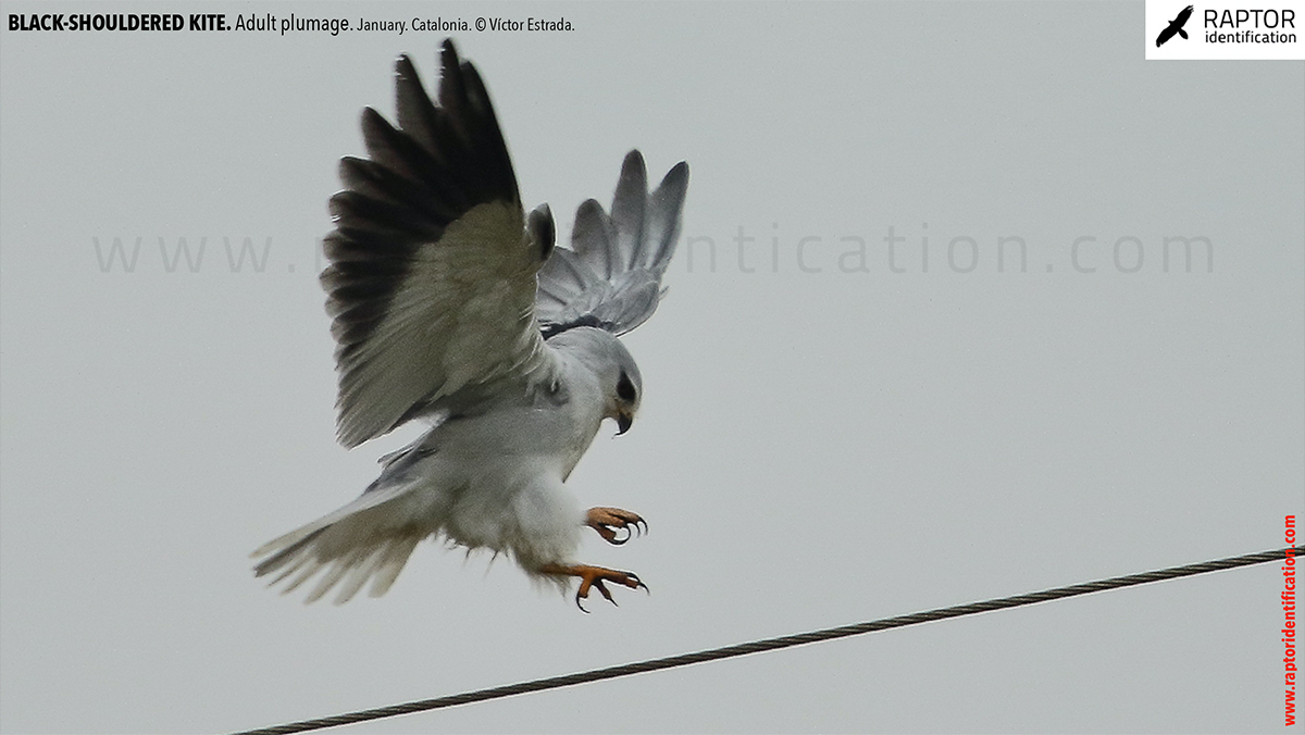 Black-shouldered-kite-adult-plumage