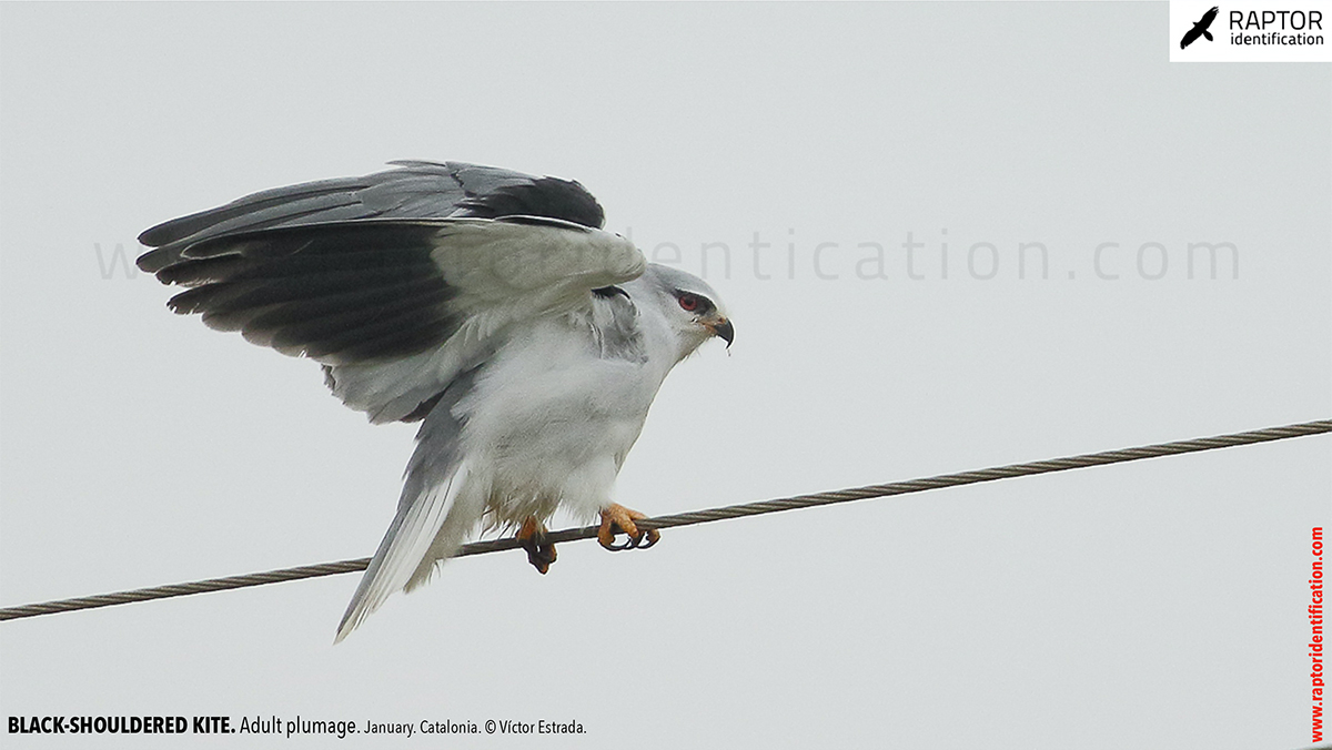 Black-shouldered-kite-adult-plumage