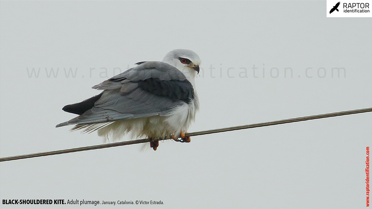 Black-shouldered-kite-adult-plumage