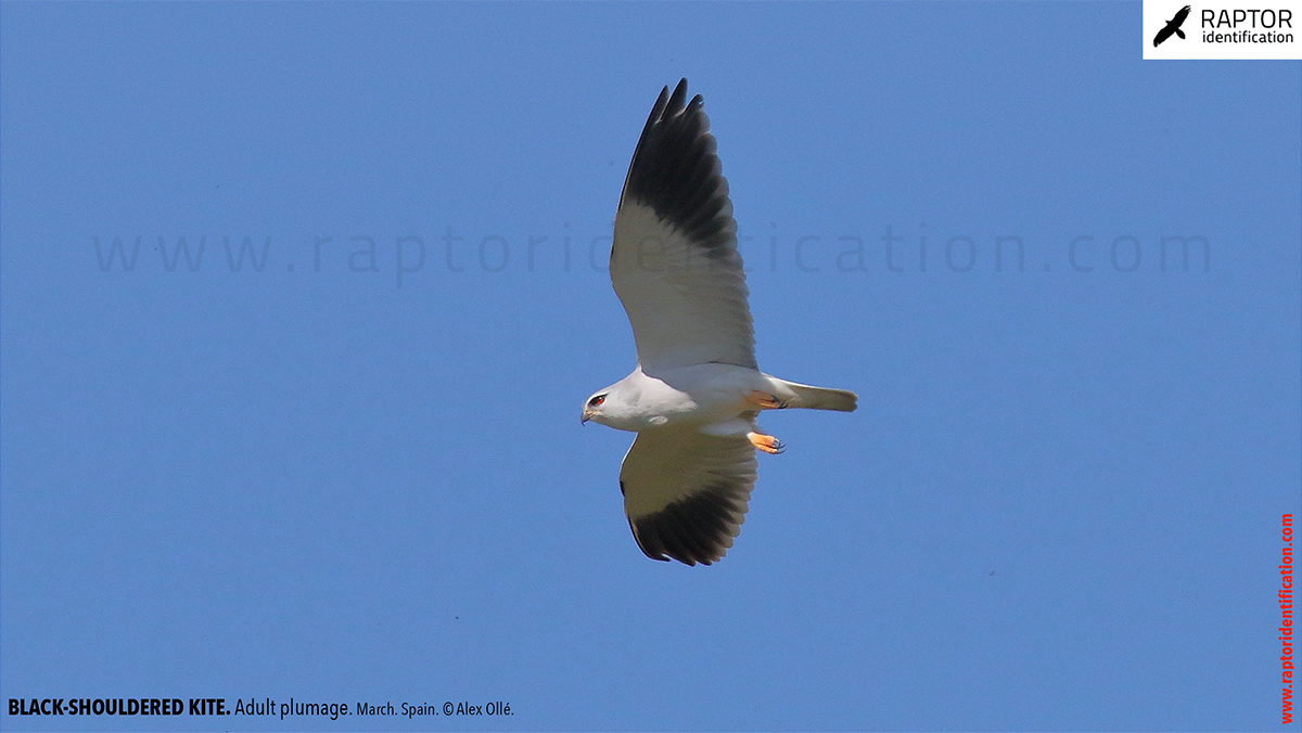 Black-shouldered-kite-adult-plumage