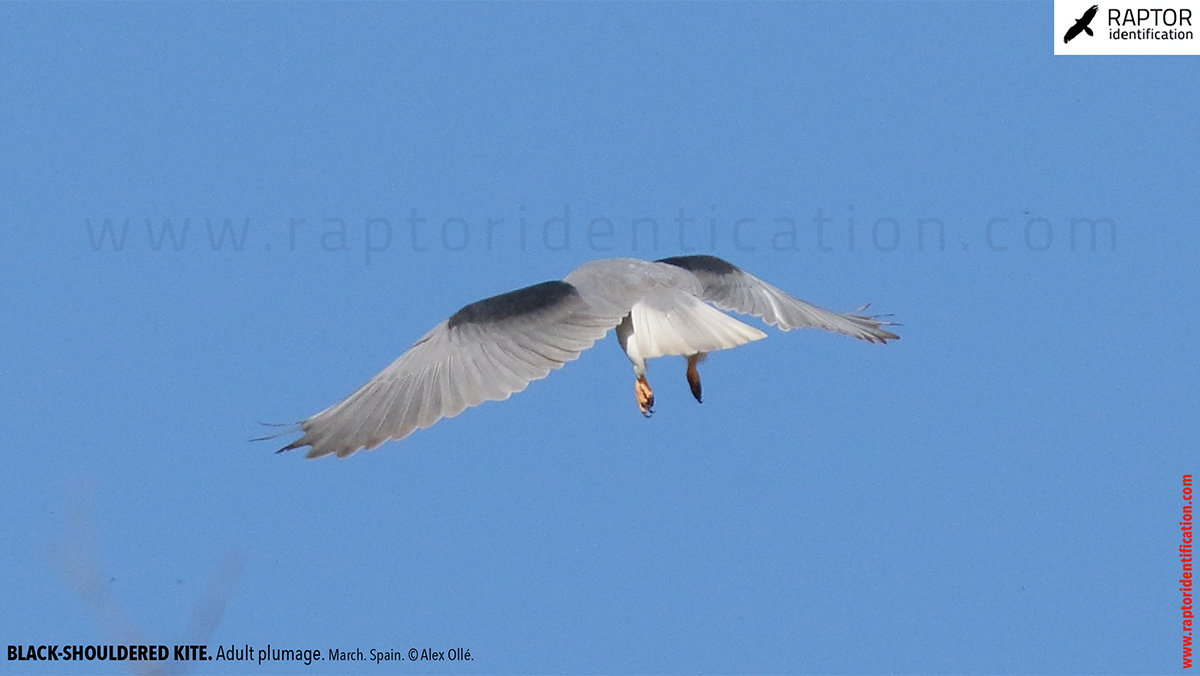 Black-shouldered-kite-adult-plumage