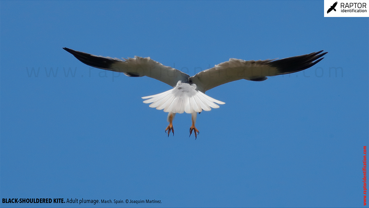 Black-shouldered-kite-adult-plumage