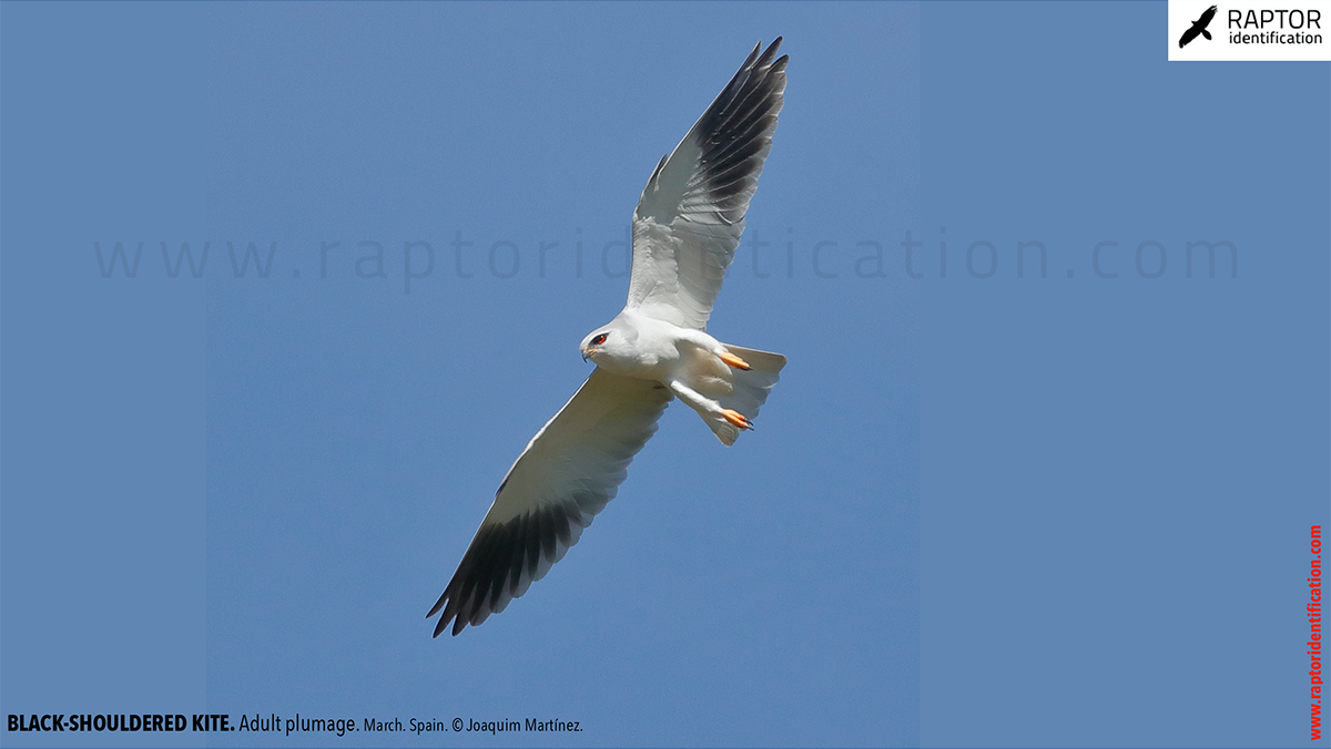 Black-shouldered-kite-adult-plumage