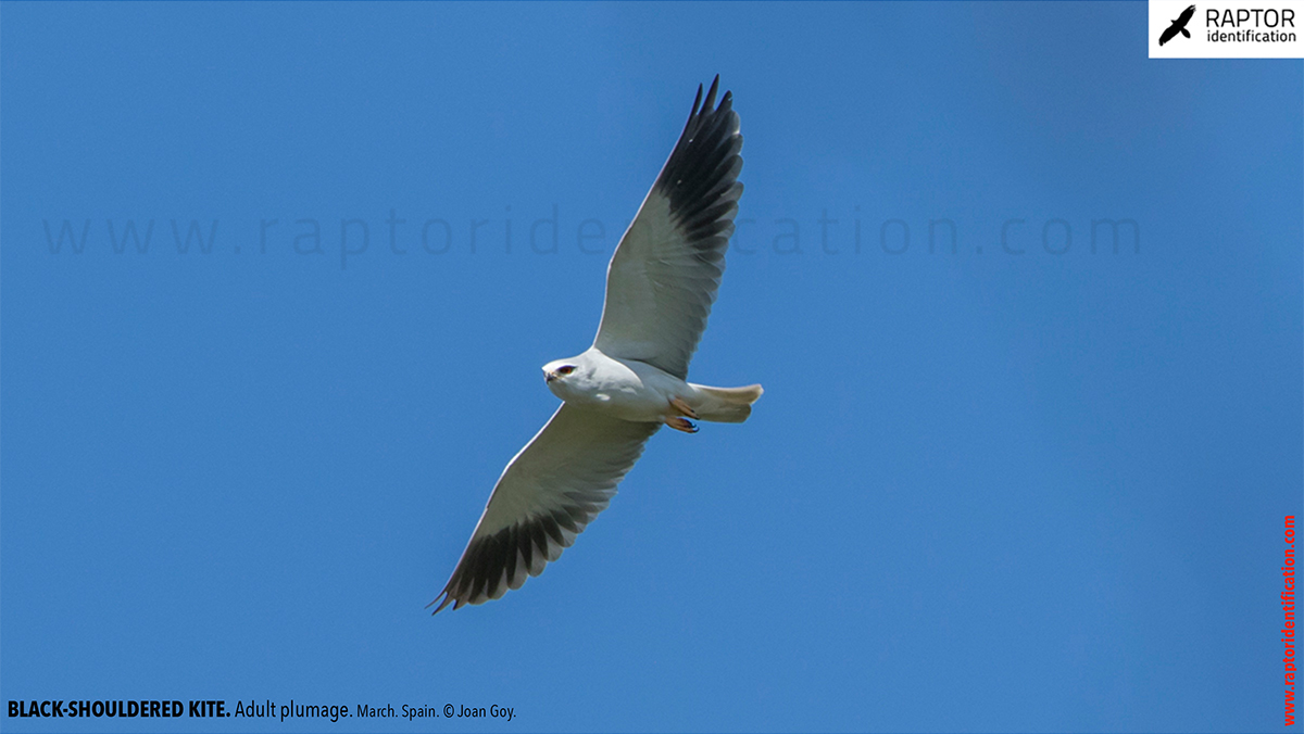 Black-shouldered-kite-adult-plumage