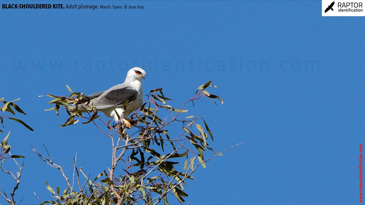 Black-shouldered-kite-adult-plumage