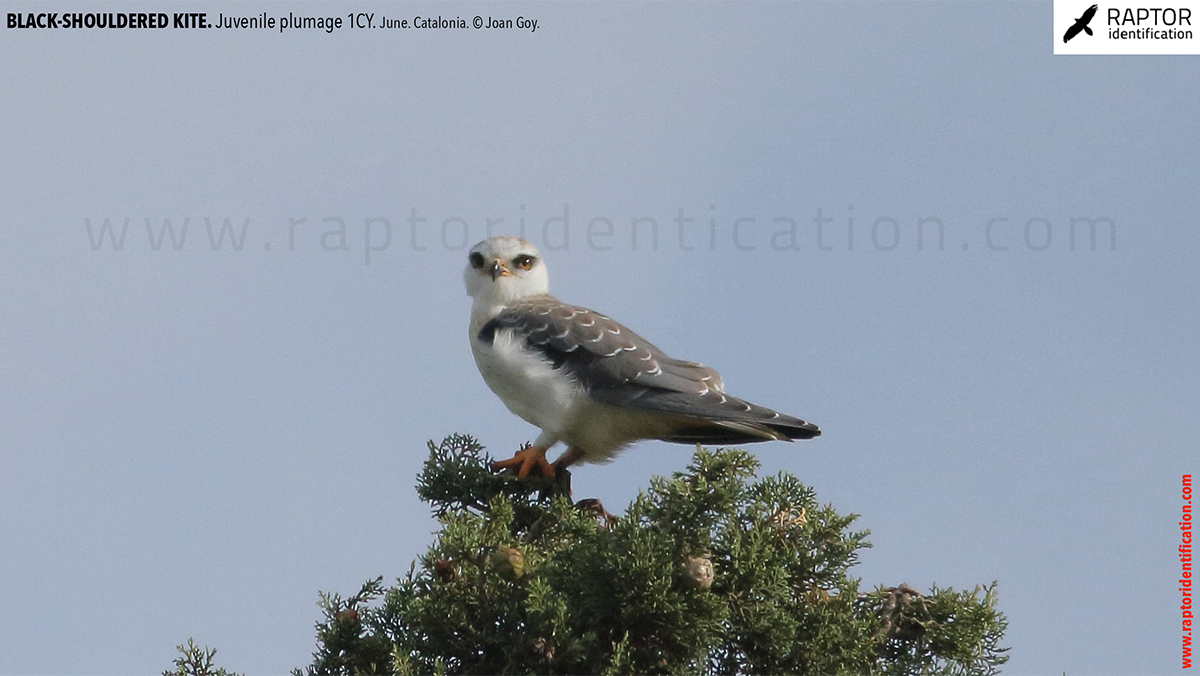 Black-shouldered-kite-juvenile-plumage