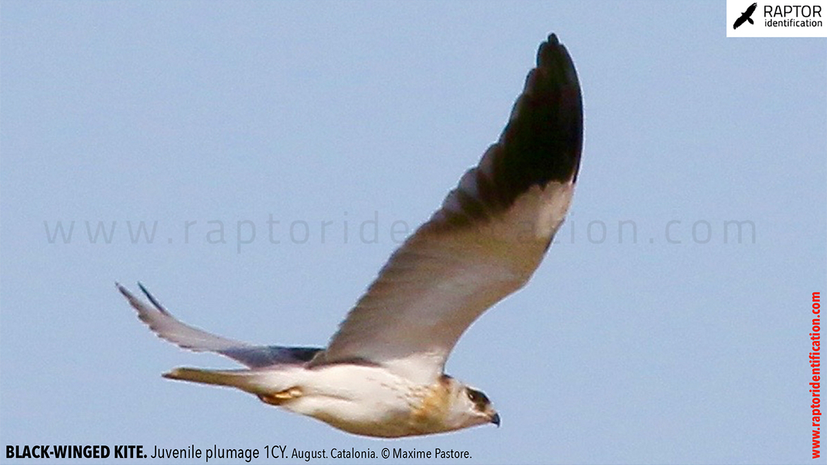 Black-winged-kite-juvenile-plumage