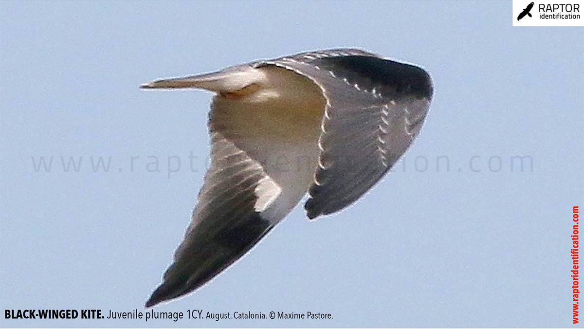 Black-winged-kite-juvenile-plumage