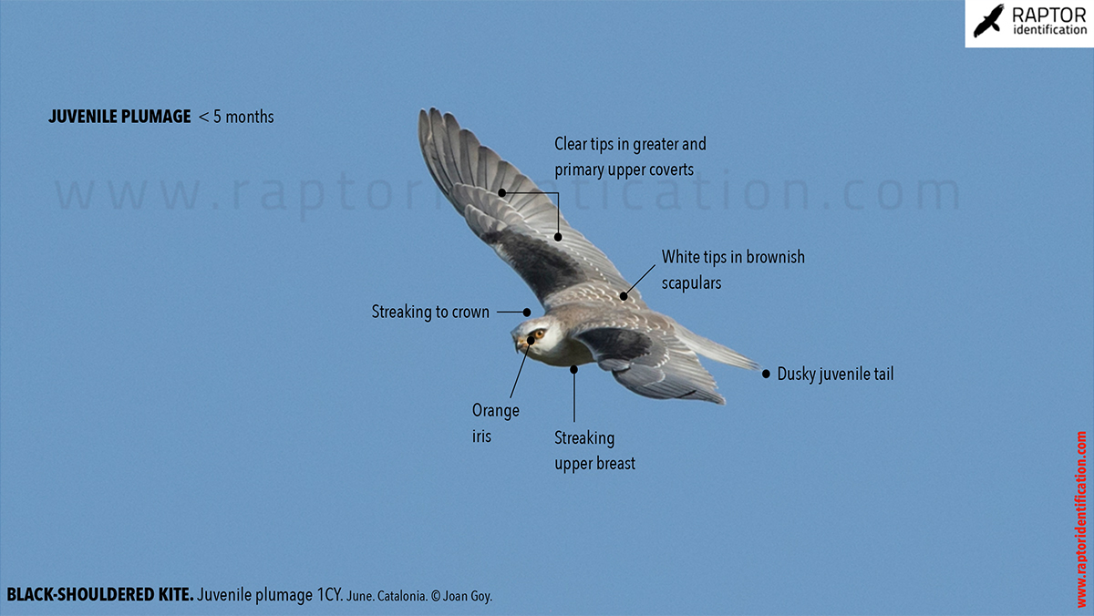 Black-shouldered-kite-juvenile-plumage